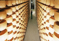 Cheese of Parmesan type – grana